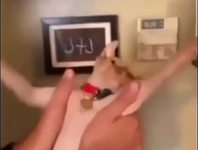 Cat forge korean roommate gay porn