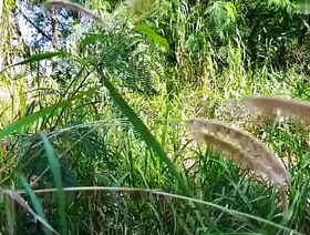 Trabalhadores trepando dentro pull off mato escondido dos patrões. - EXCLUSIVOS NO SHEER.COM indonesian gay porn tube